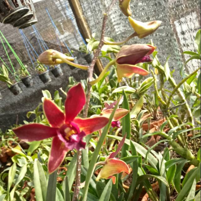 Anggrek Dendrobium Copper X Bertachong