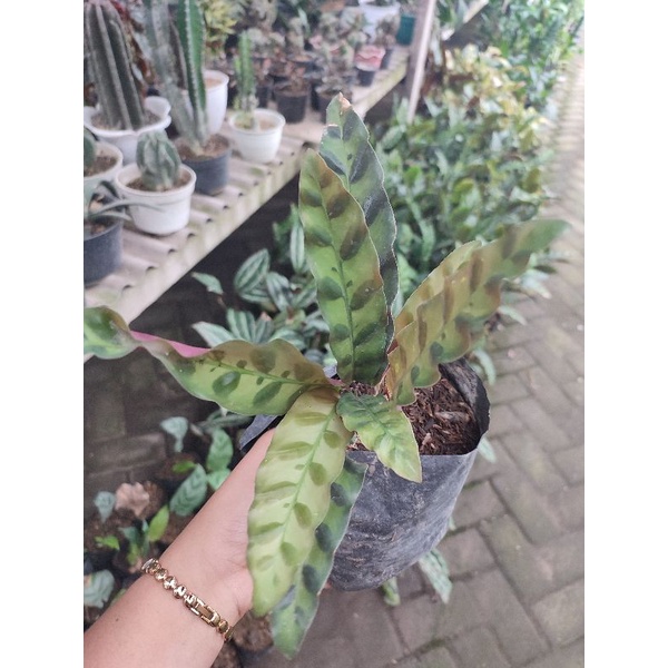 Tanaman Hias Calathea Ekor Jago LANCIFOLIA  bibit tanaman hias bunga