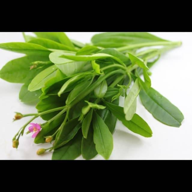 

DAUN GINGSENG FRESH Harga per 500gr