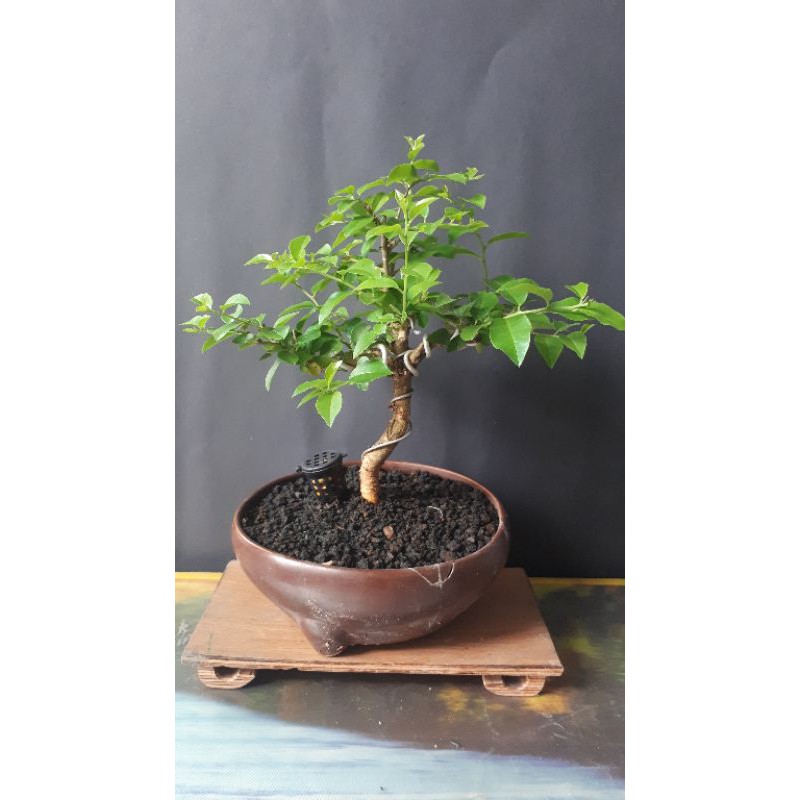 Bahan bonsai sisir