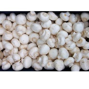 

READY BOSKYU Jamur champignon/kancing 250 gram