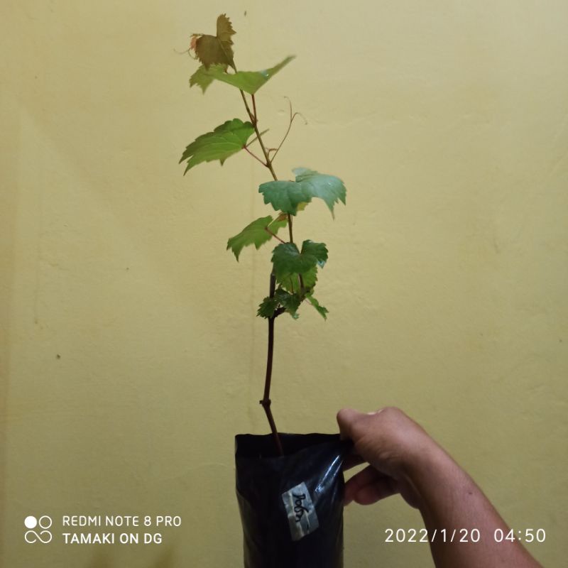 Bibit Anggur RS Dobrinya