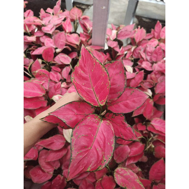 Aglaonema Red Anjamani