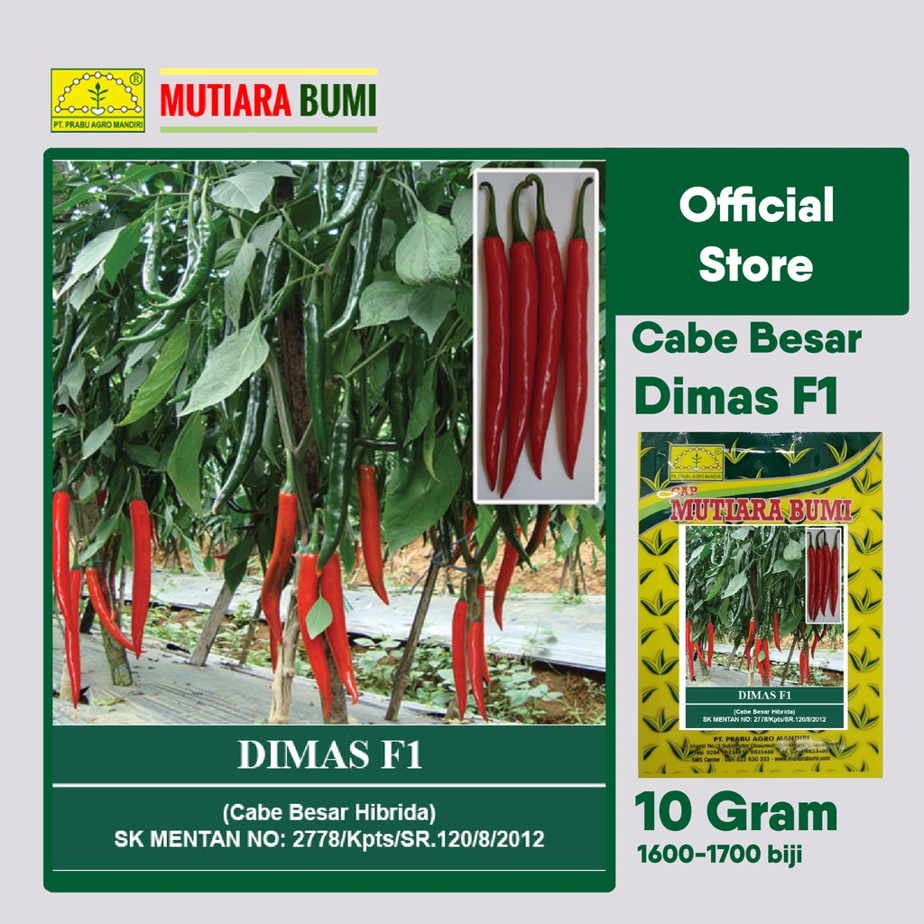 BENIH CABE BESAR HIBRIDA DIMAS F1 10 GRAM ISI 1600-1700 BIJI ORIGINAL CAP MUTIARA BUMI