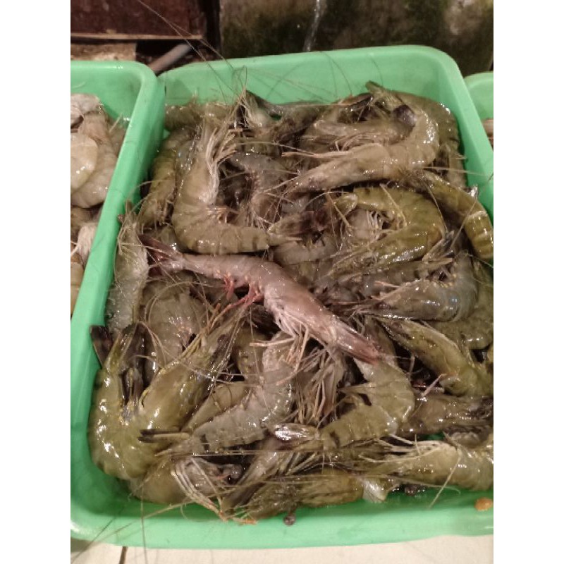 

UDANG WINDU / TEGER segar