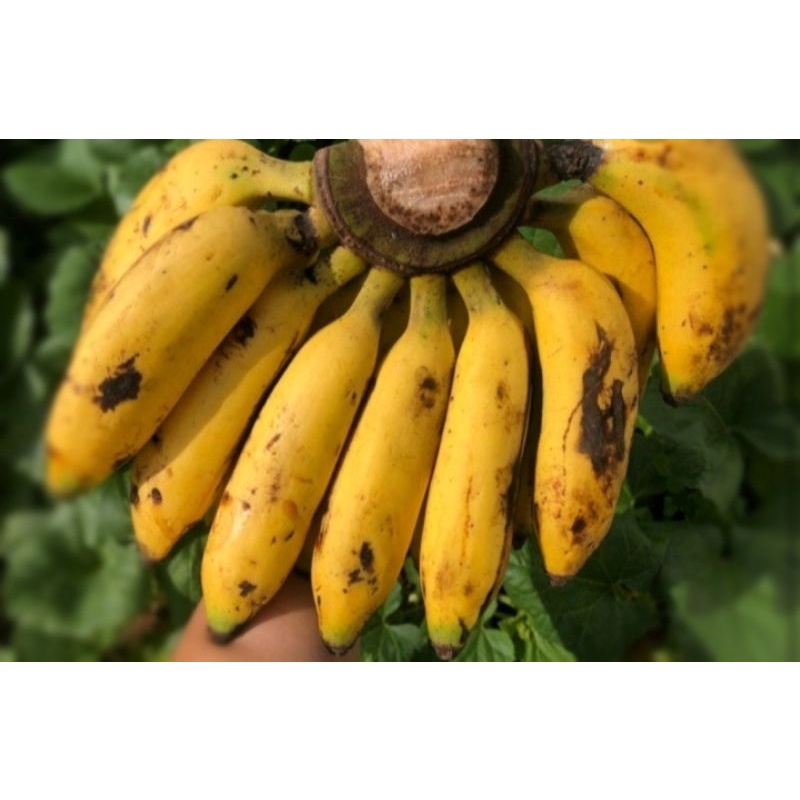 

Pisang uLi/1 Sisir