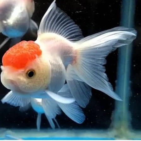 IKAN HIAS KOKI ORANDA