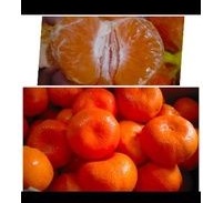 

jeruk afourer aussie