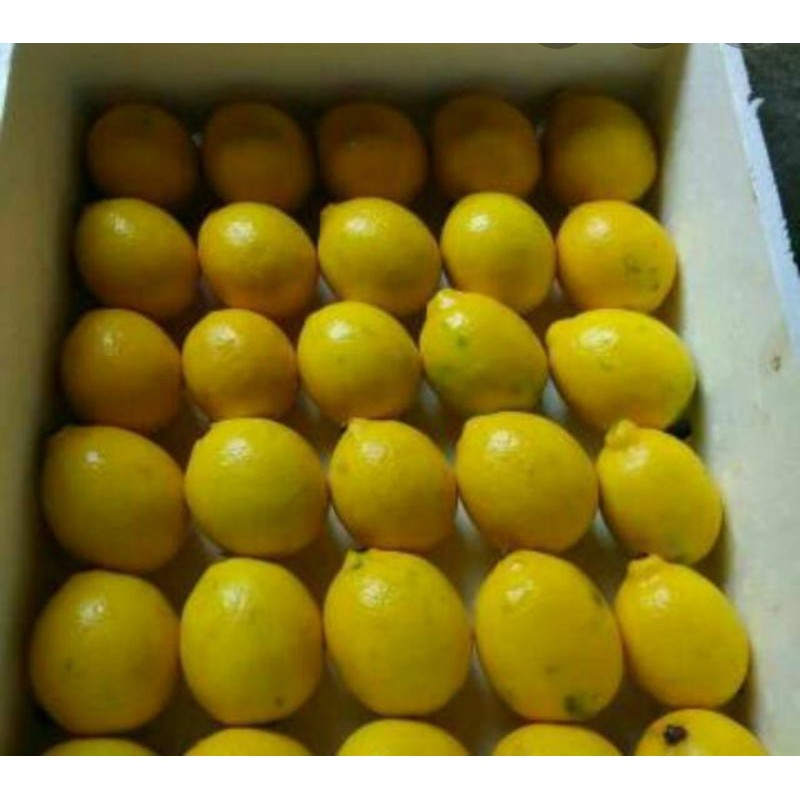 

JERUK LEMON CALIFORNIA grade C