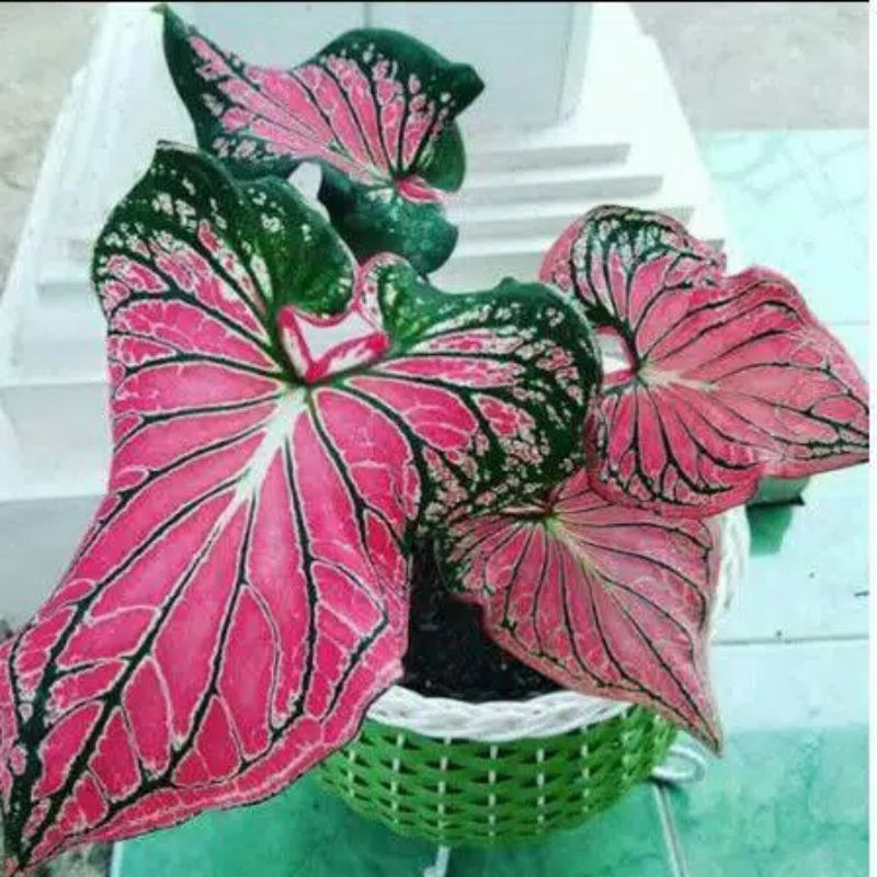 Tanaman hias keladi wayang-bibit keladi wayang-keladi wayang dewasa