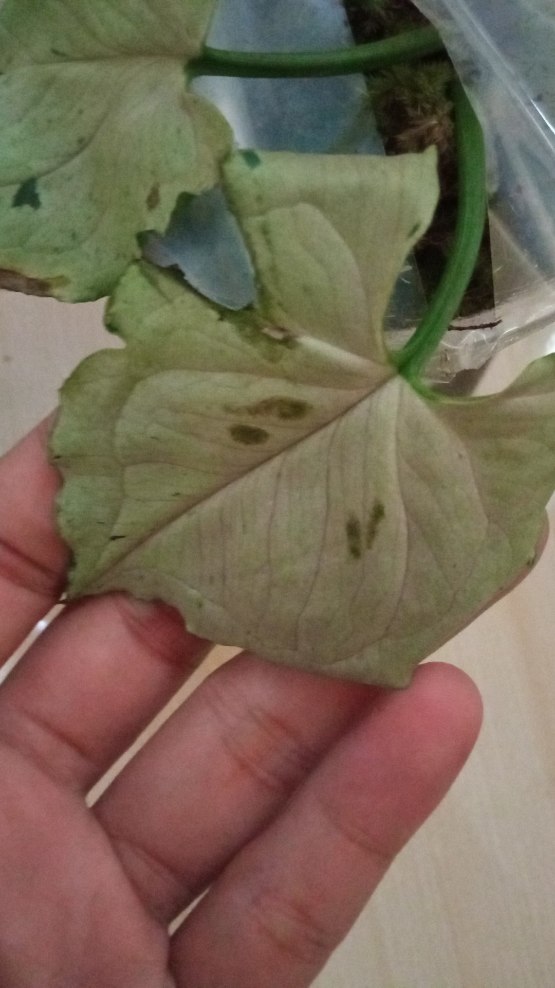 Synginium Green Splash