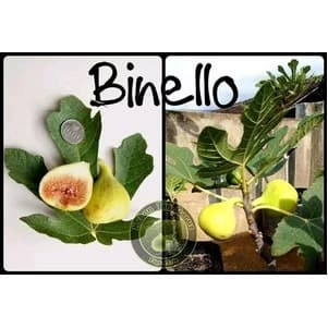 Bibit Tanaman Buah Tin Binello FC