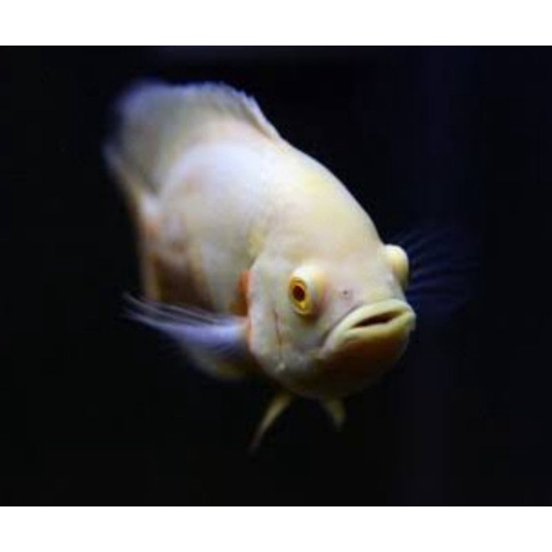 Oscar tiger Albino 5 jari