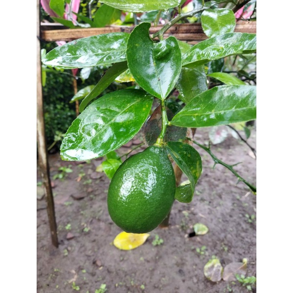 

JERUK LEMON HIJAU