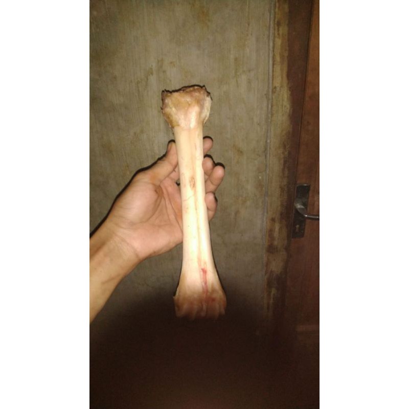 

skengkel kaki sapi