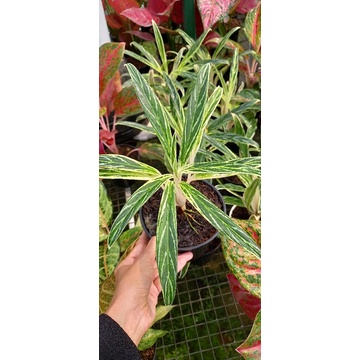 Tanaman Hias Indoor Aglaonema Bambu Anakan