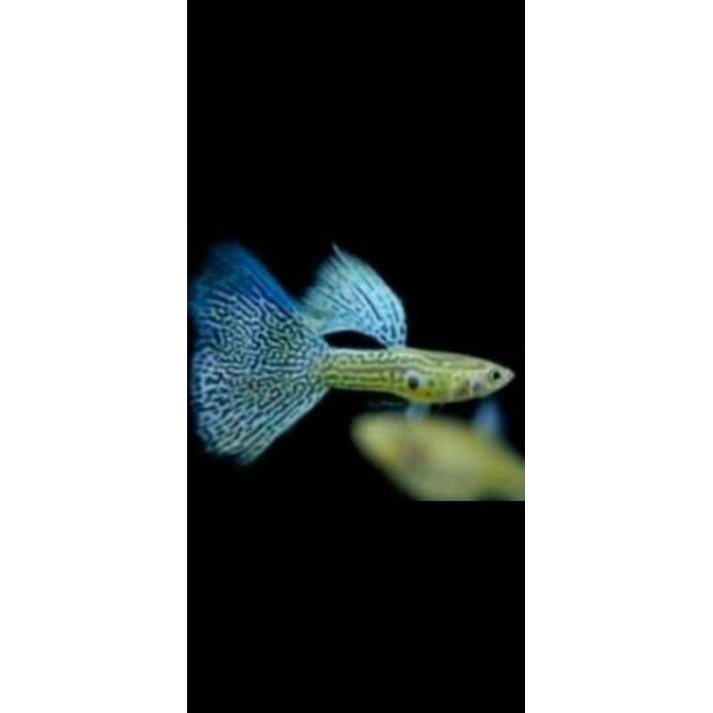 guppy blue Japan aquasacpe ikan hias air tawar aquarium