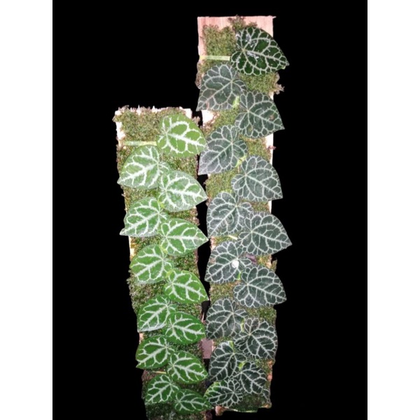 piper black sp borneo +(bonus)