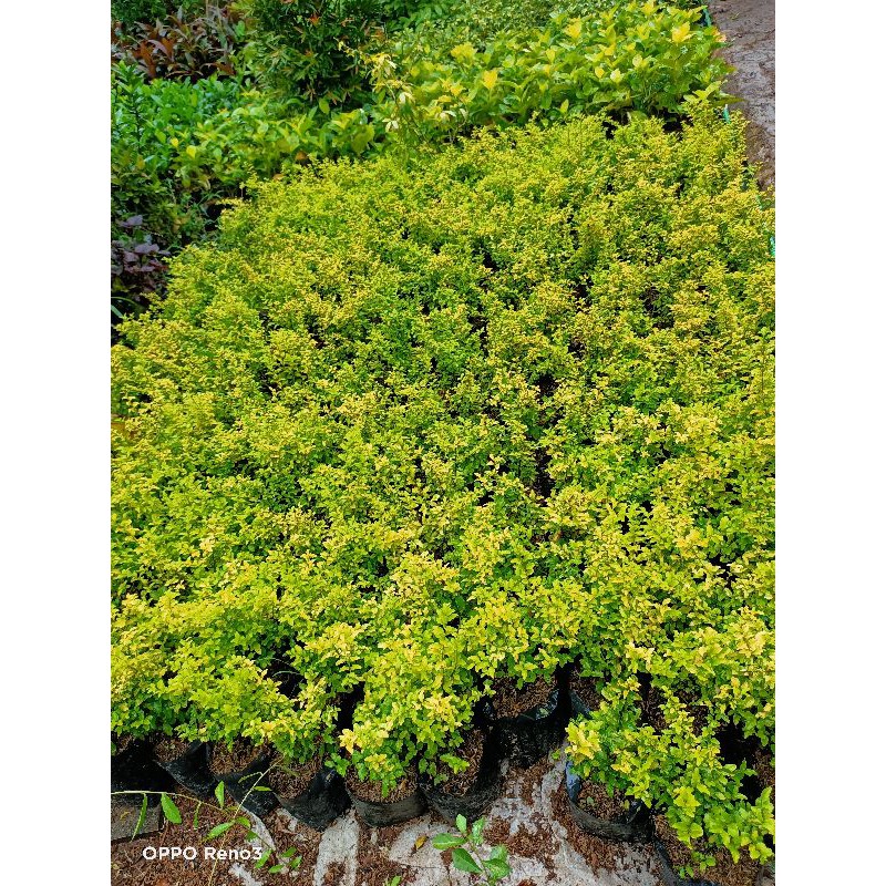 

legistrum kuning/ bibit bonsai