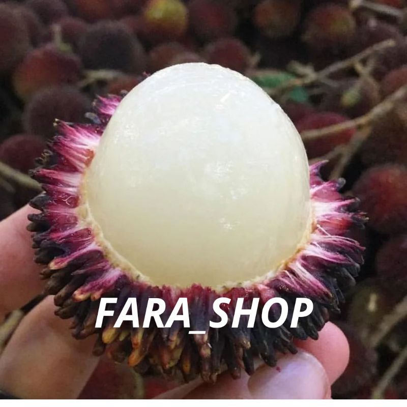BIBIT TANAMAN BUAH RAMBUTAN KAPULASAN // BIBIT RAMBUTAN TENGGARING // BIBIT RAMBUTAN HITAM LANGKA