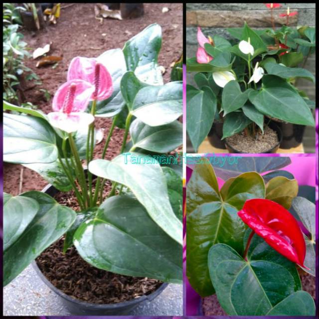 Tanaman Anthurium Mickeymouse 3 Pcs Warna Random Merah