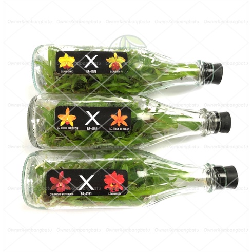 Bibit Anggrek dalam Botol Cattleya Hybird | Premium Hybird | Anggrek Cattleya | bibit anggrek | Beni