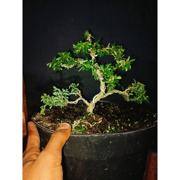 Bonsai Mame Saeng Simbur Mikro Vietnam