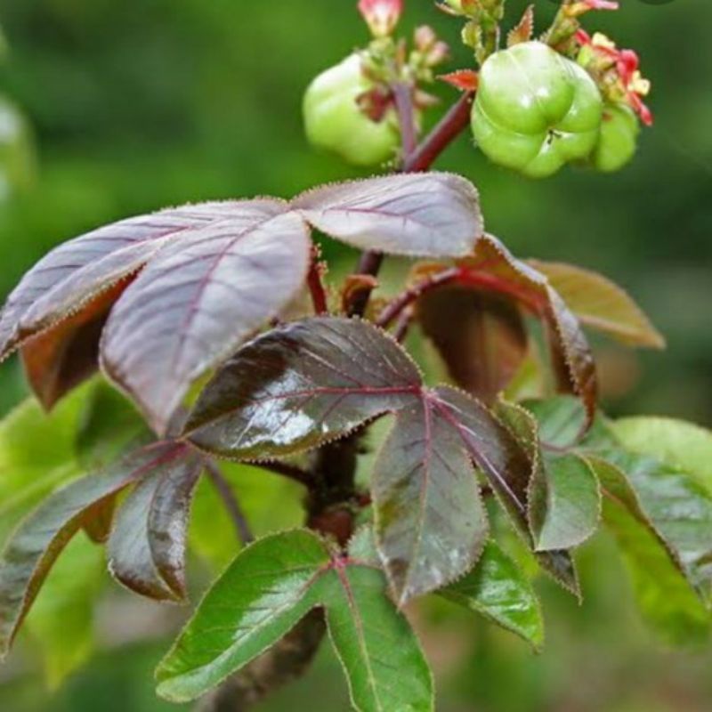 TANAMAN JARAK MERAH/JARAK WULUNG// TANAMAN HERBAL JARAK MERAH