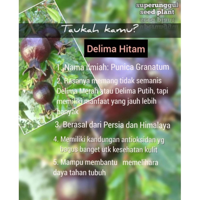 Bibit delima hitam Super