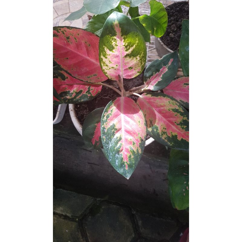 aglonema red kochin anakan/remaja/dewasa