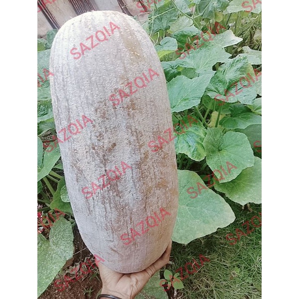 Bibit Labu Madu lonjong besar
