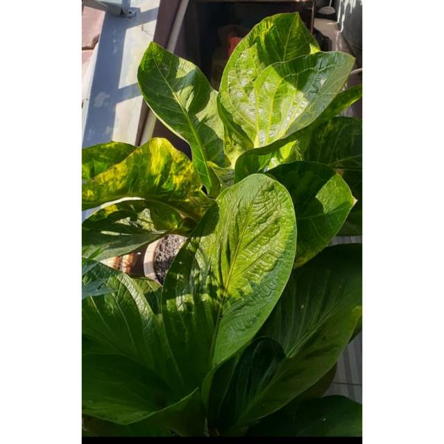 Mangkok Varigata Tanaman Hias Langka