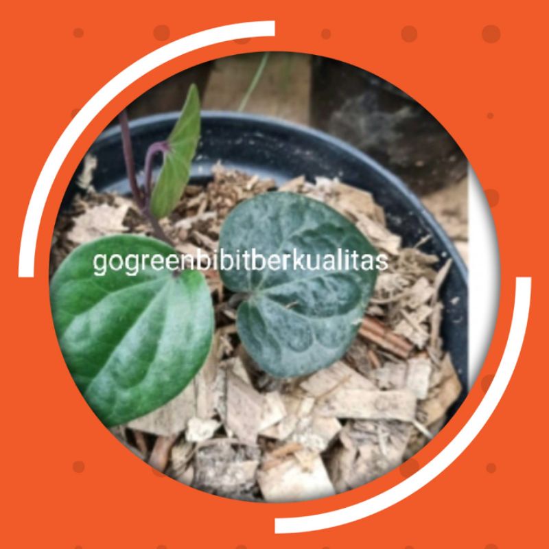 Bibit Sirih Hitam Pohon Sirih Hitam Daun Sirih Hitam Tanaman Obat Herbal