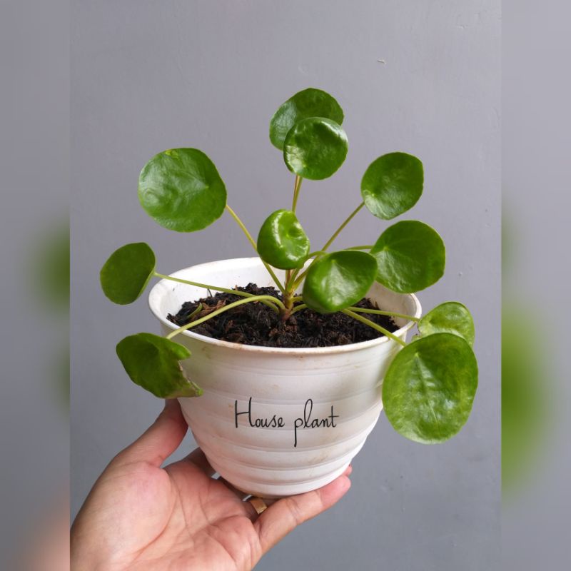 peperomia philea