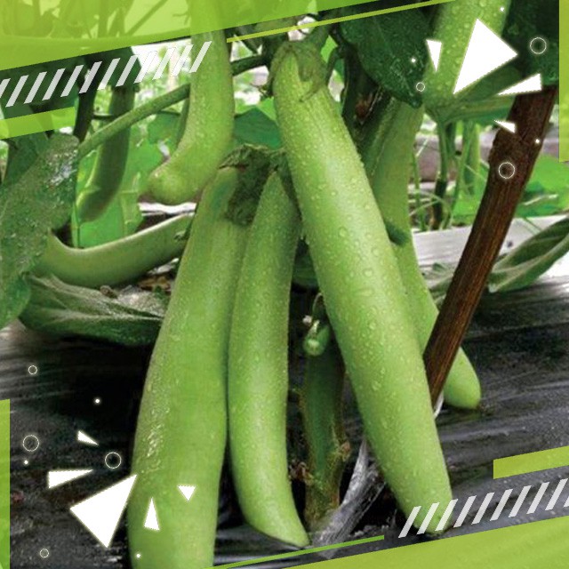 Gudange Benih Terung Terong Panjang Hijau Kuat