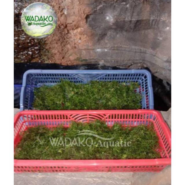 Moss java per keranjang atau nampan aquascape aquarium