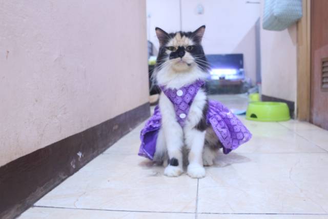 Dress satin renda ungu lucu untuk kucing dan anjing / baju kucing murah size S-XL