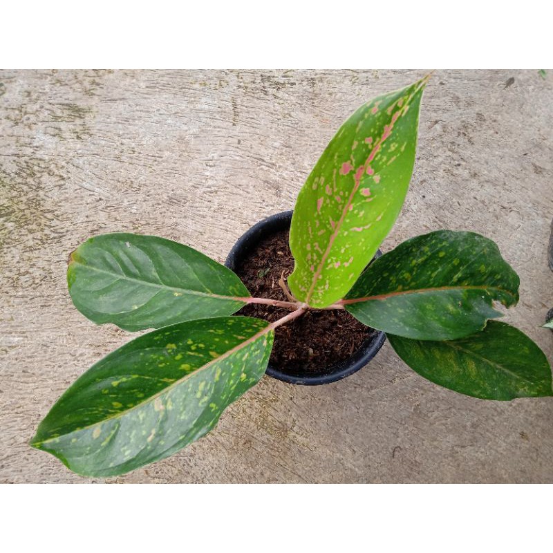 aglonema big roy mutasi