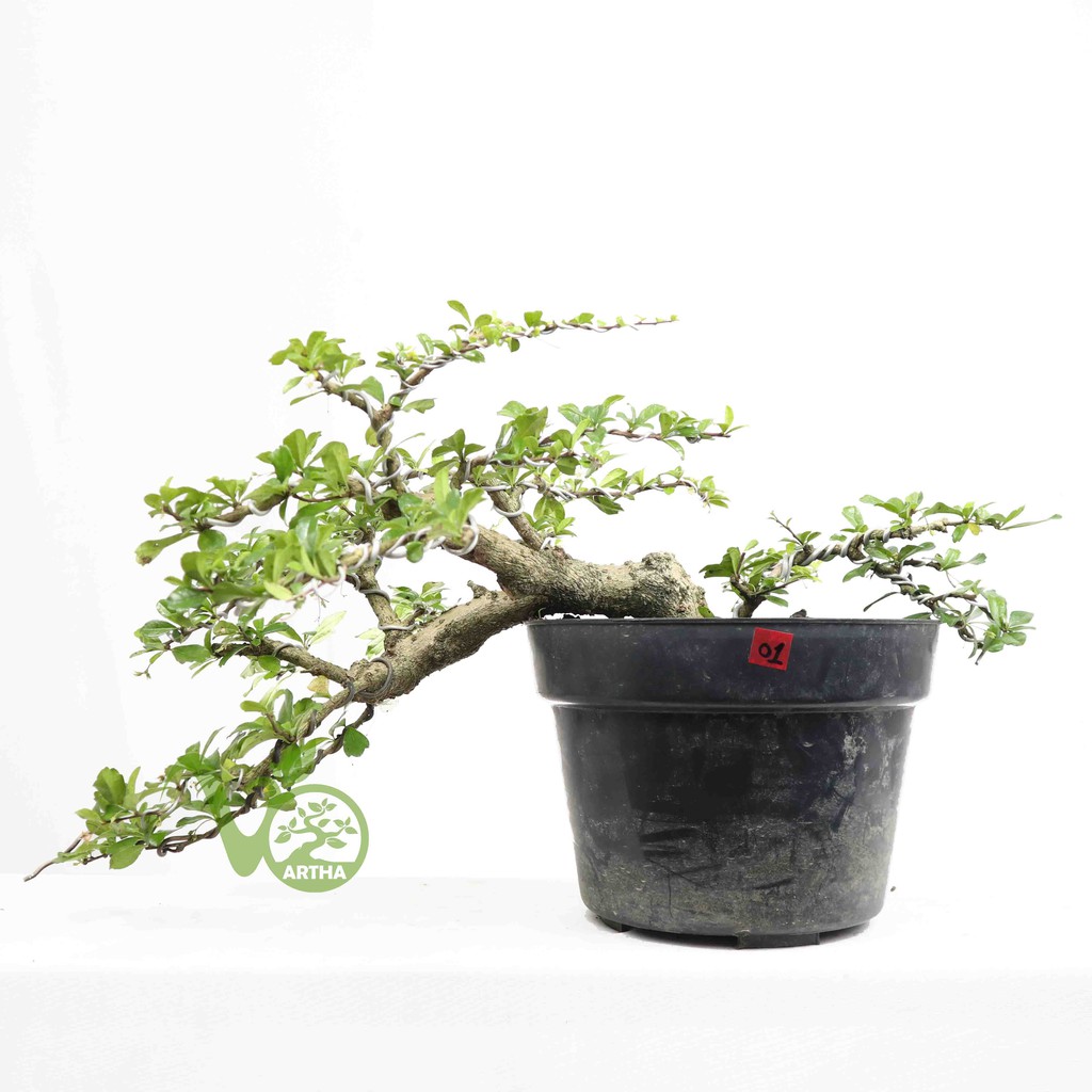 Bahan Bonsai Hokiantea - Medium - 1