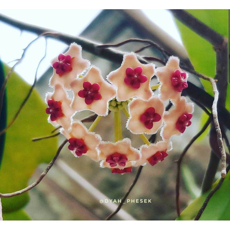 HOYA DIVERSIFOLIA TANAMAN HIAS HOYA HIJAU HOYA INDONESIA TANAMAN EPIFIT TANAMAN RAMBAT GANTUNG