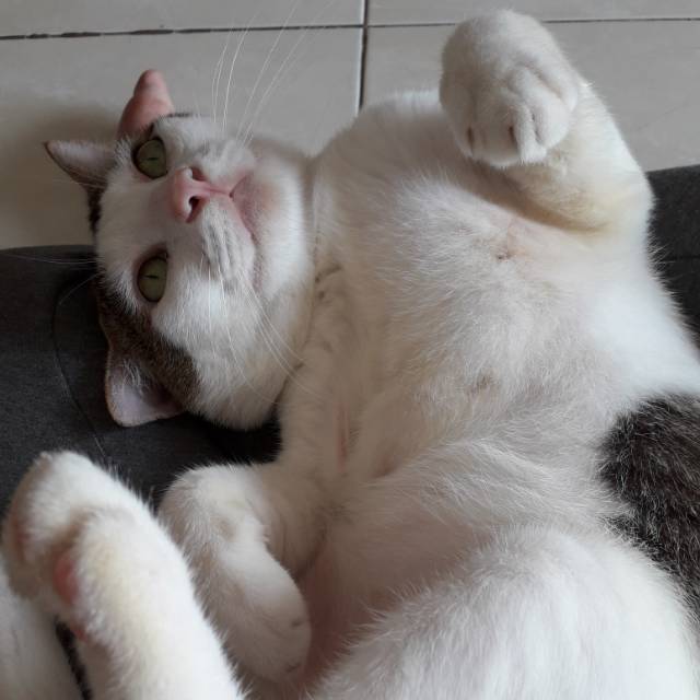 armitalbs