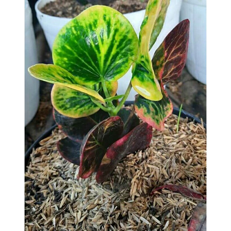 Puring apel rehana cantik