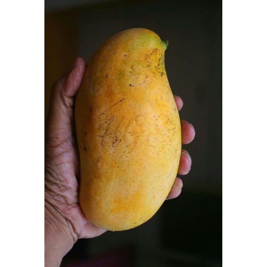 Bibit Tanaman Buah Mangga Golek