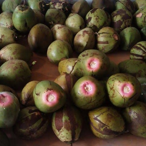 Bibit kelapa wulung / kelapa hijau wulung / kelapa ijo asli 1000%