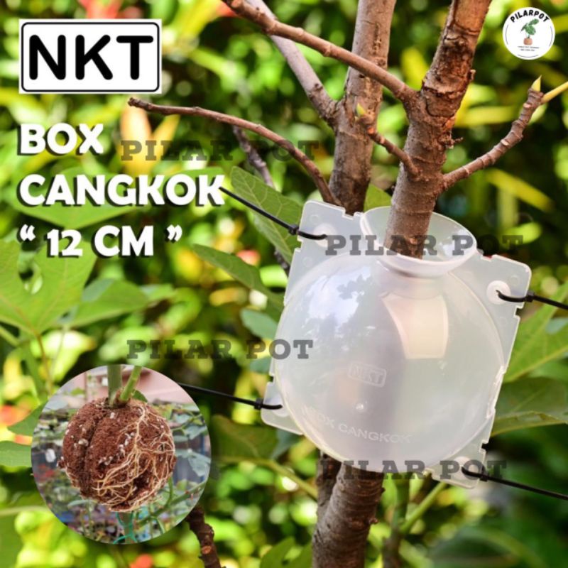 Alat cangkok Tempat pot wadah nkt box cangkok media cangkok 12cm - PACK ISI 3 PCS