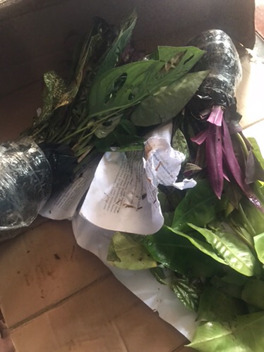 Tanaman Hias Pilea Mutiara - Piela Cardierei