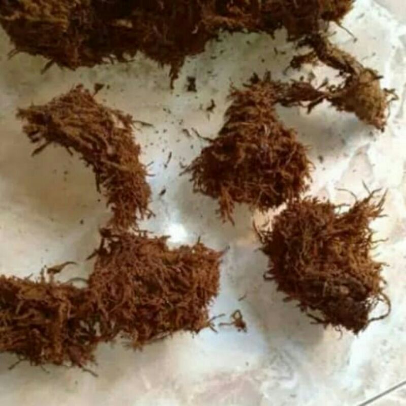 Media Tanam Anggrek Catleya Dendrobium Vanda Bulan Moss Hitam