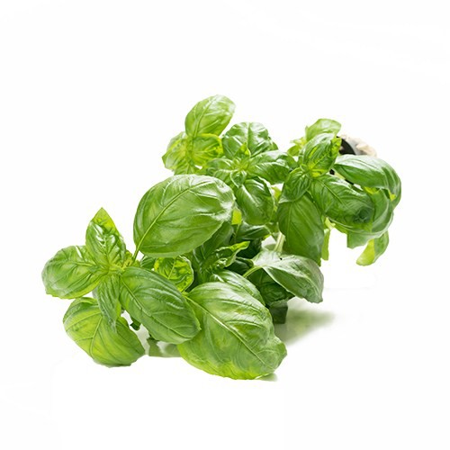

Basil Sweet Italian 100gr