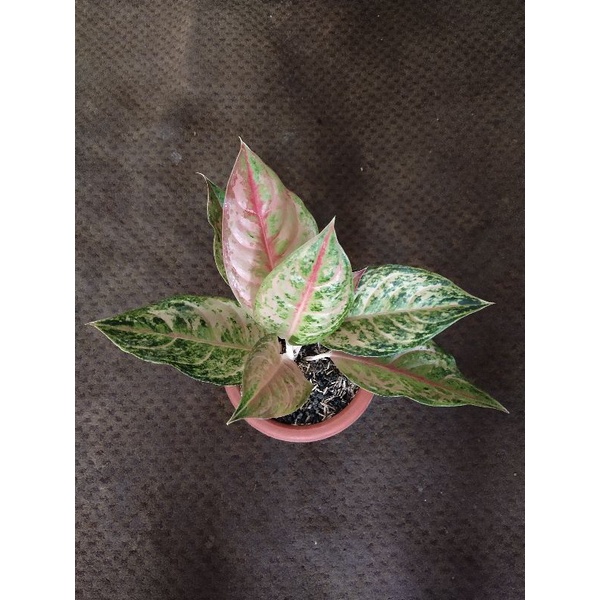 Aglaonema LOD