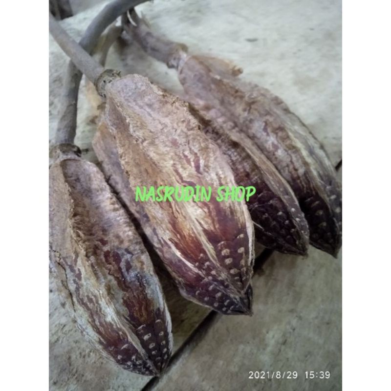 

[Fresh] ATI BUAH MAHONI KERING / BAHAN MAHAR / JEROAN KULIT MAHONI